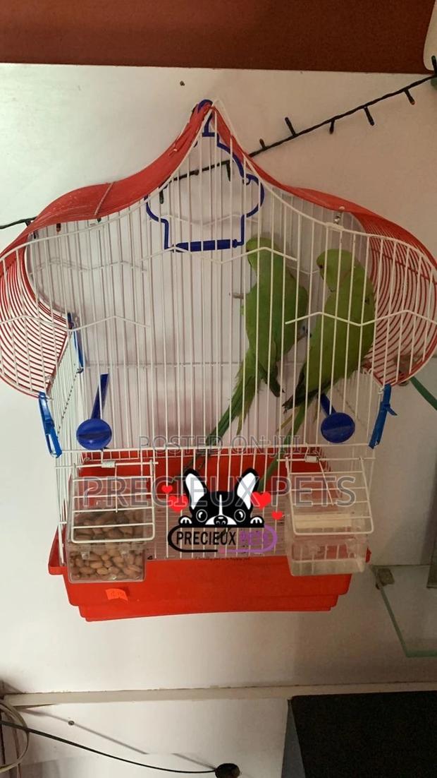Trained Pair Ringneck Parrot · Photo 1