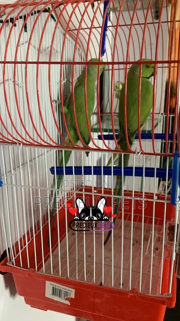 Trained Pair Ringneck Parrot · Photo 5
