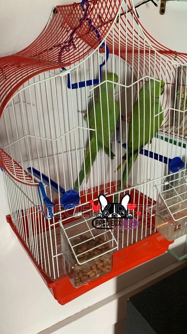 Trained Pair Ringneck Parrot · Photo 6