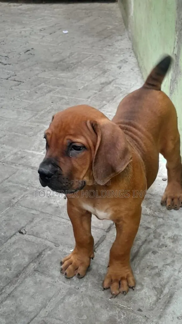 1-3 months Male Purebred Boerboel · Photo 1