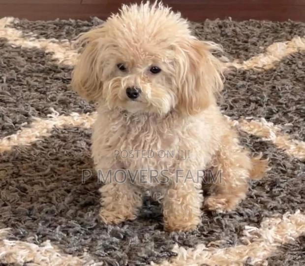 1-3 months Male Purebred Poodle · Photo 1