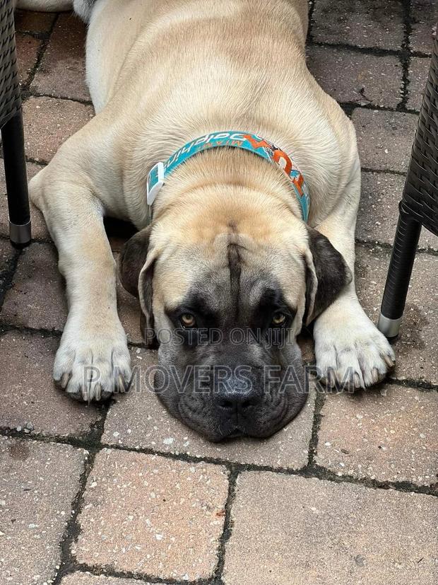 1-3 months Male Purebred Boerboel · Photo 1