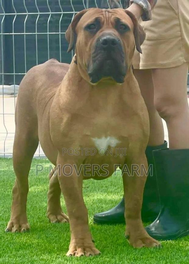 1-3 months Female Purebred Boerboel · Photo 1