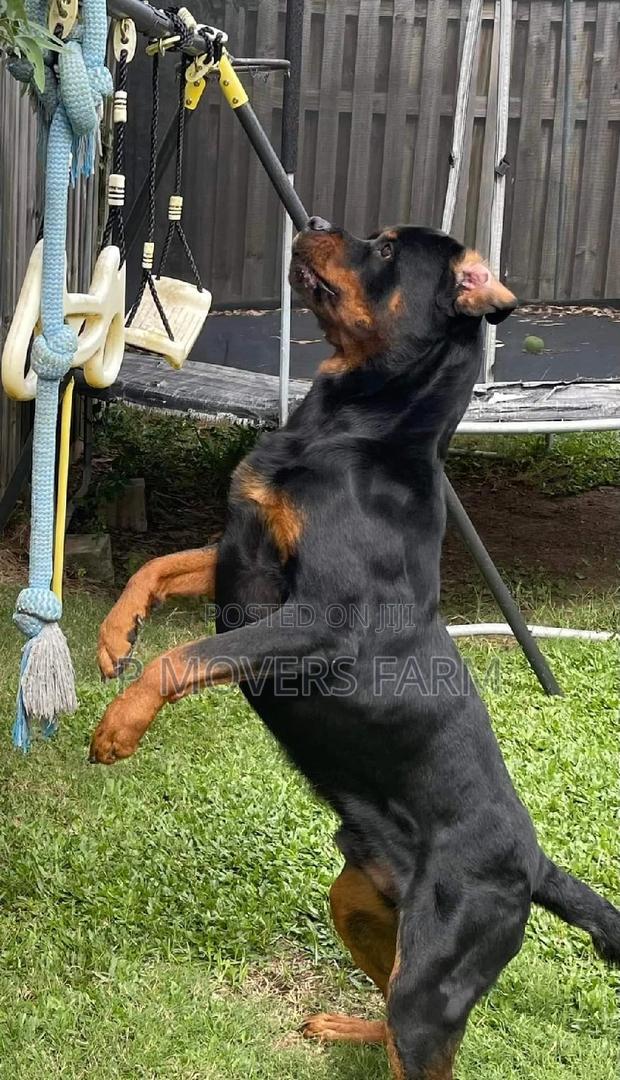 1-3 months Male Purebred Rottweiler · Photo 1