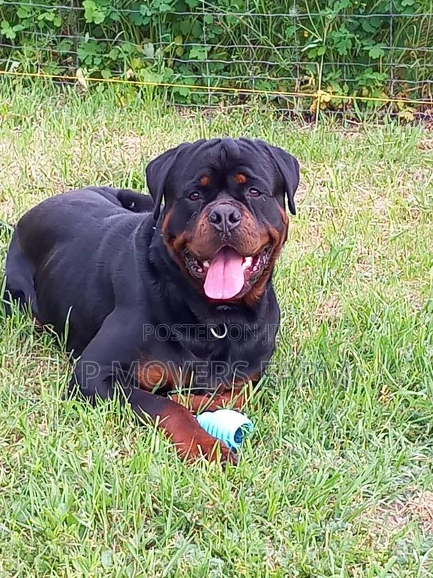 1-3 months Male Purebred Rottweiler · Photo 1
