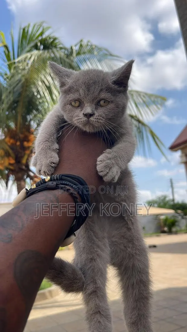 1-3 months Female Purebred British Shorthair · Photo 1