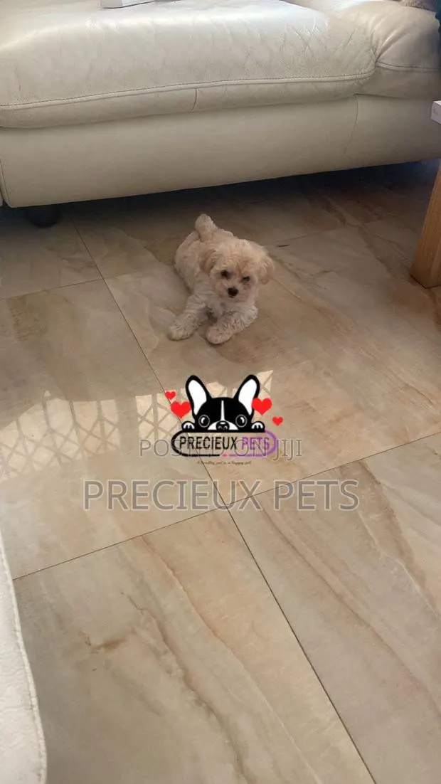 1-3 months Female Purebred Poodle · Photo 1