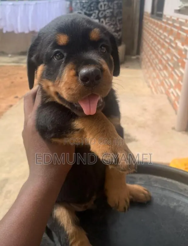 1-3 months Female Purebred Rottweiler