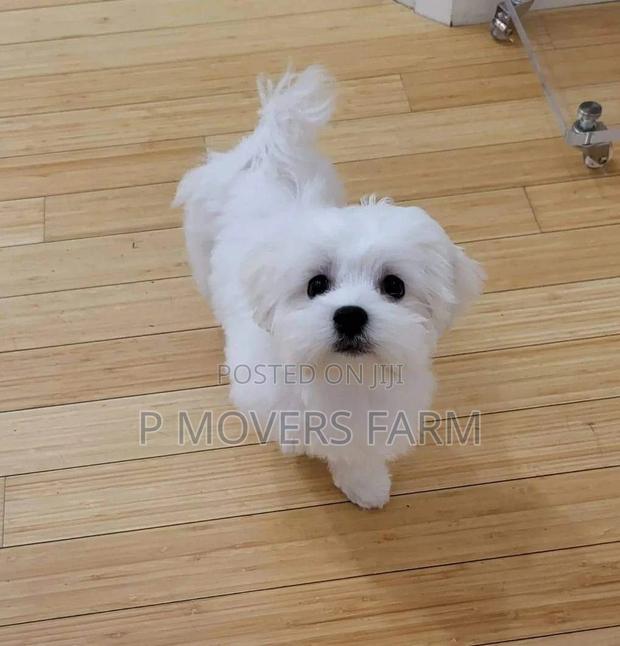 1-3 months Male Purebred Maltese · Photo 1
