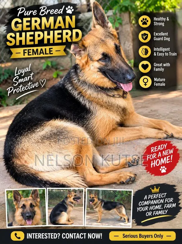 6-12 months Female Purebred German Shepherd · Photo 1