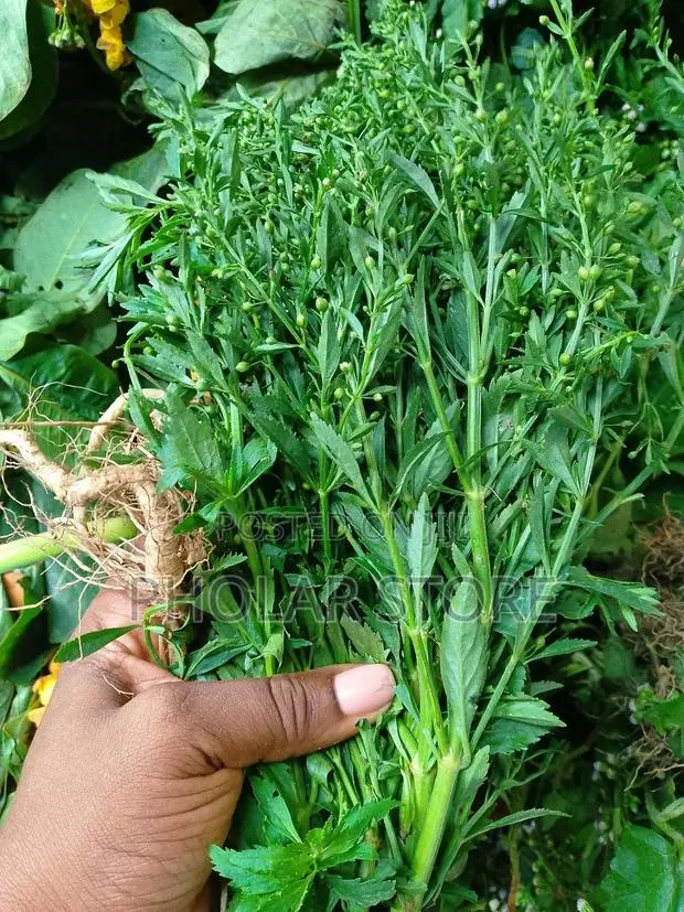 Fresh Herbs 40ghc Upward and Dried Plants 60ghc Upward · Photo 3