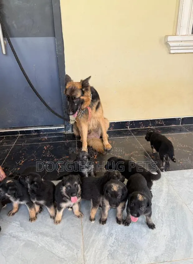 1-3 months Female Purebred German Shepherd · Photo 1