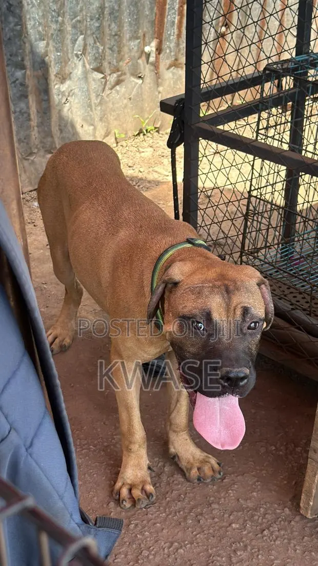 3-6 months Male Purebred Boerboel · Photo 1