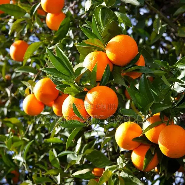 Clementine Orange Plant Seedling · Photo 1