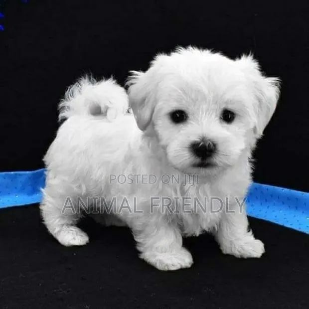 1-3 months Male Purebred Maltese · Photo 1