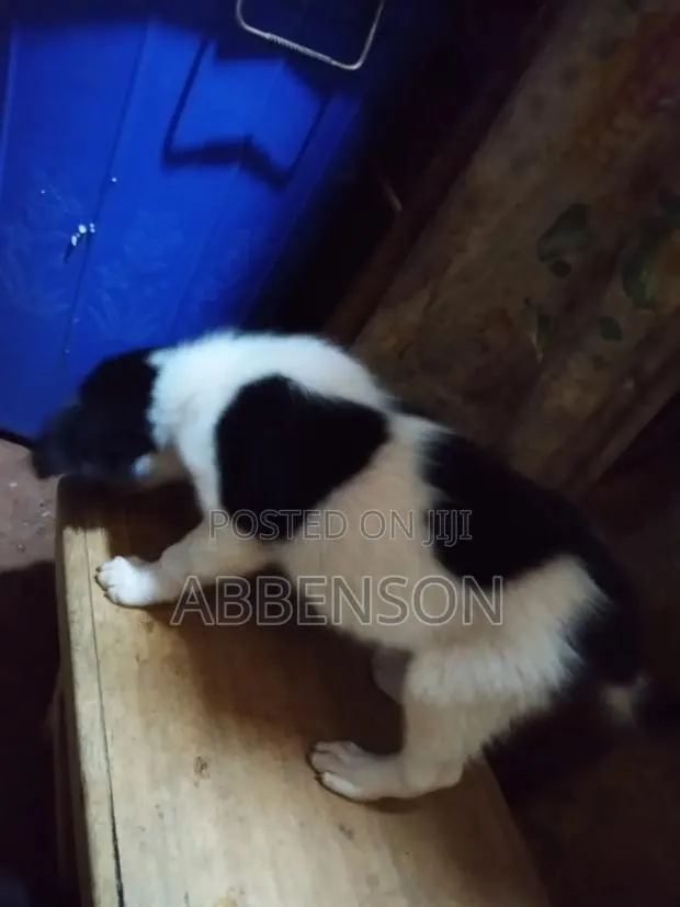 1-3 months Male Mixed Breed Jack Russell Terrier · Photo 1