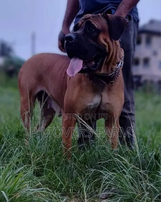 1-3 months Male Purebred Boerboel · Photo 1