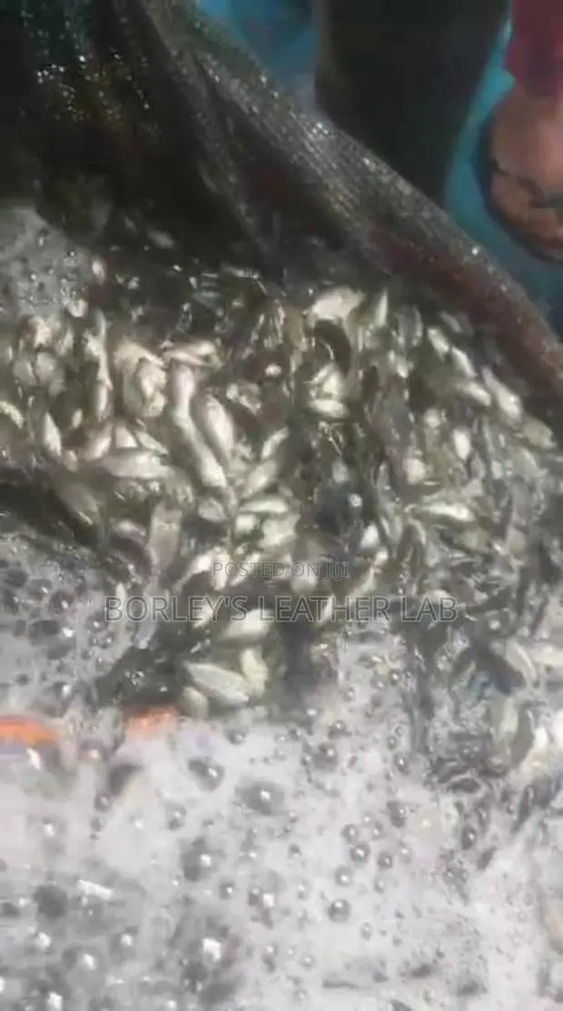 Tilapia Fingerlings · Photo 1