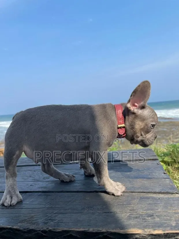 1-3 months Male Purebred French Bulldog · Photo 1