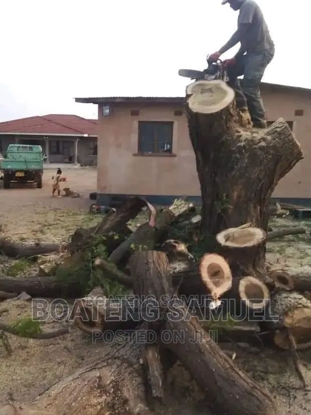 Chainsaw Operator for Tree Cutting Services in Accra. · Photo 1