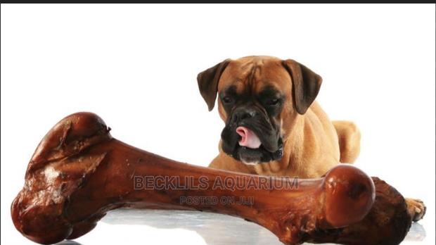 Dog Chewing Bone · Photo 2