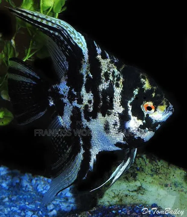 Marble Angel Fish · Photo 3