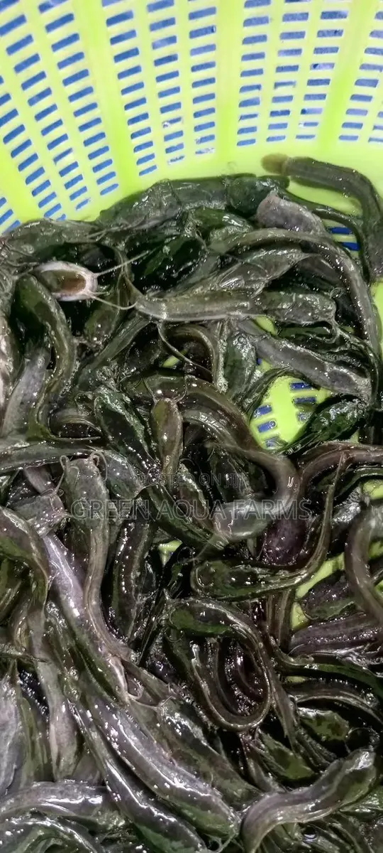 Catfish Fingerlings and Juveniles · Photo 1