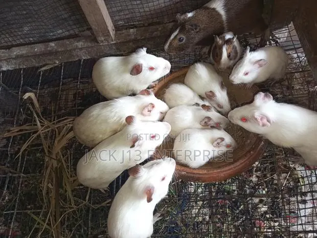 Guinea Pigs · Photo 1
