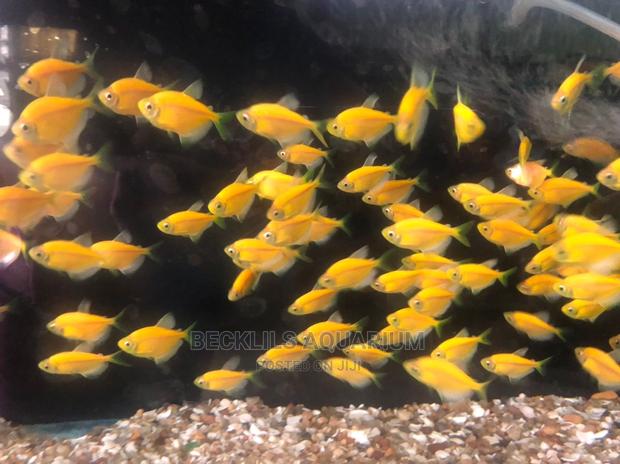 Tetra Fish’S Available · Photo 1