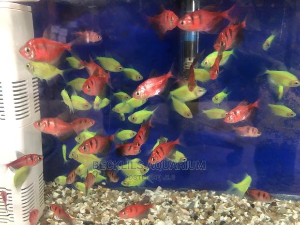 Tetra Fish’S Available · Photo 2