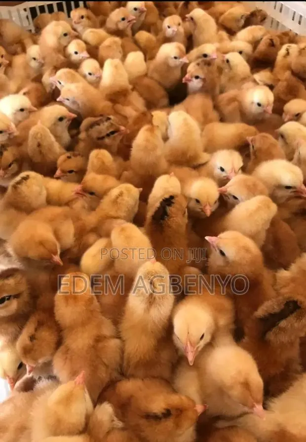 Day Old Chicks · Photo 1