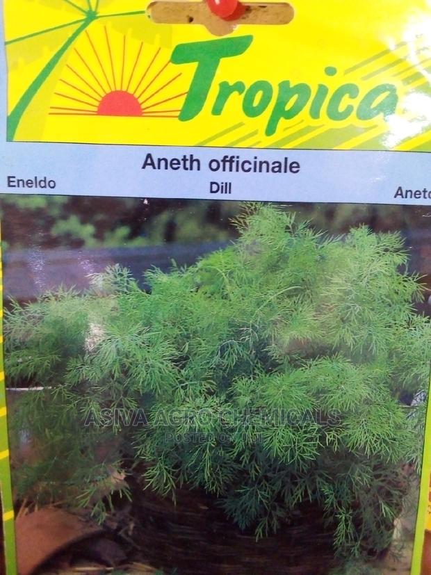 Dill Seeds · Photo 1
