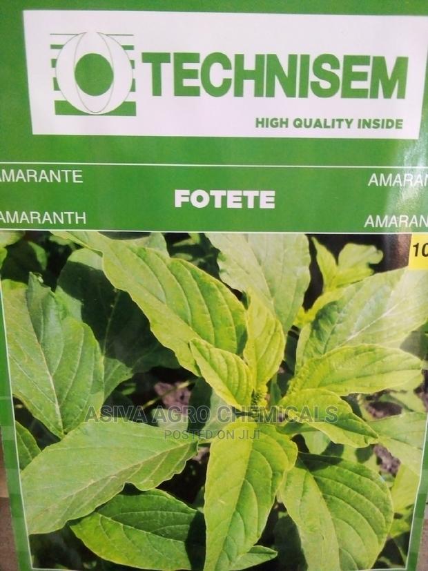Amaranth/Alefe Seeds · Photo 1
