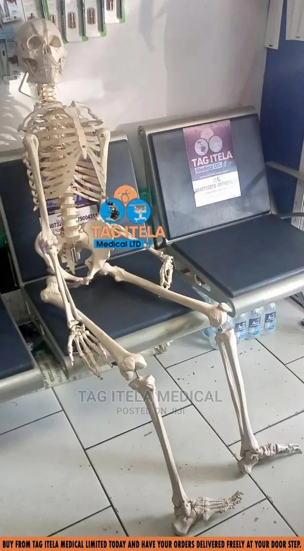 Skeleton Model (85cm) · Photo 4