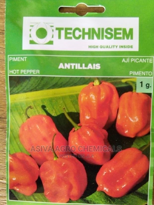 Pepper Seeds · Photo 2