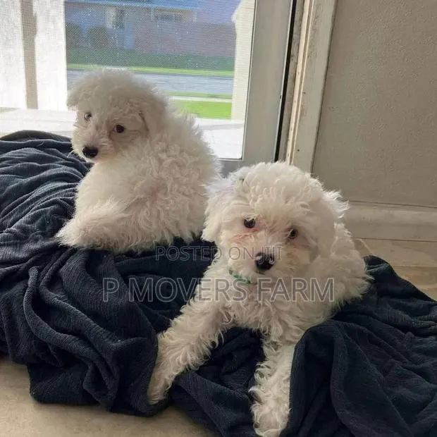 1-3 months Male Purebred Maltese · Photo 1