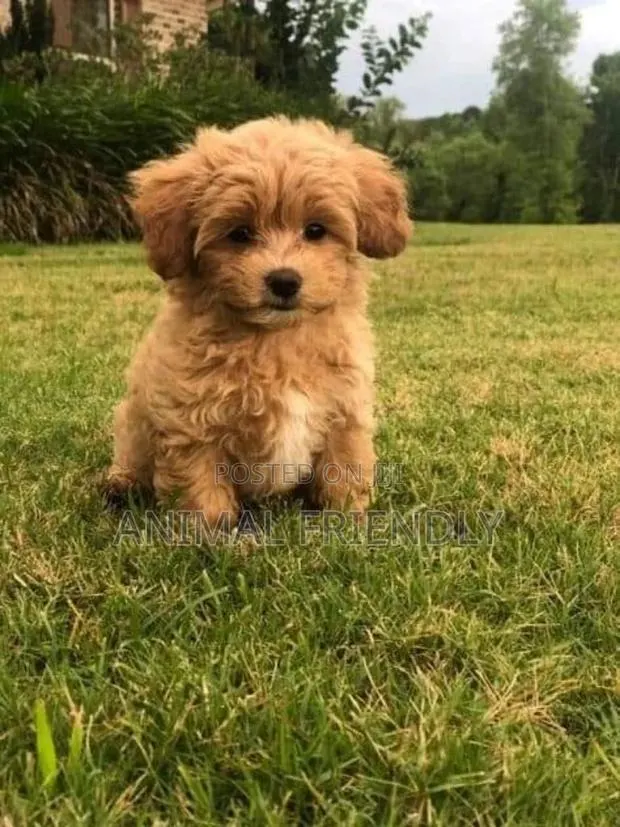 1-3 months Female Purebred Poodle · Photo 1