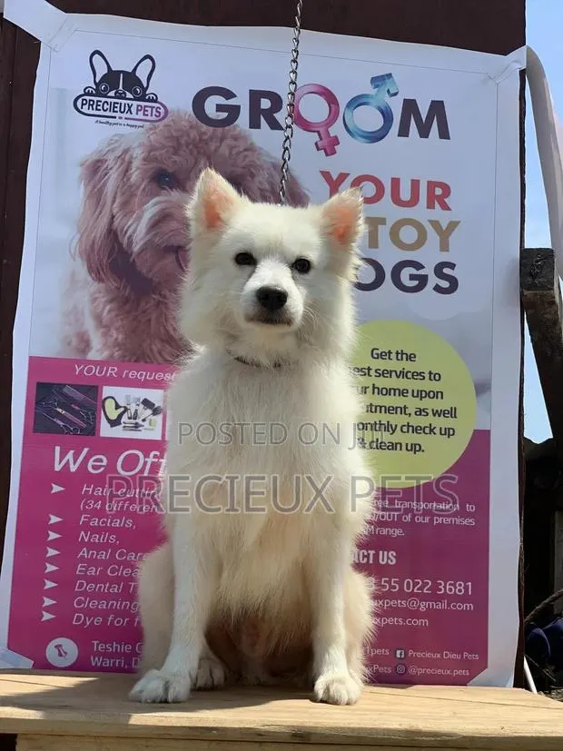 1+ Year Male Purebred American Eskimo · Photo 1