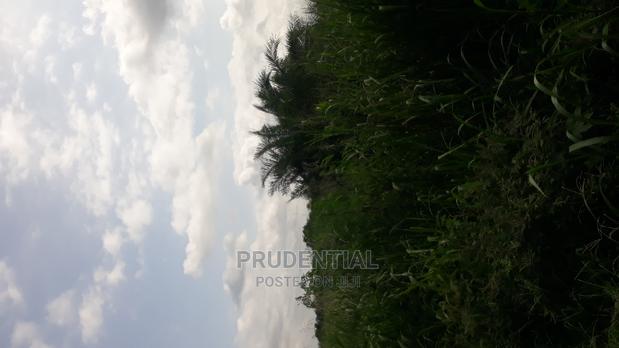 Roadside Farmland for Sale at Akuapim South — Asuboi · Photo 6
