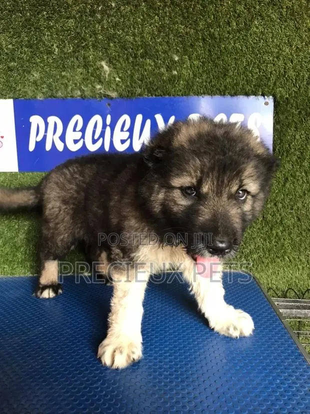 1-3 months Male Purebred Caucasian Shepherd · Photo 1