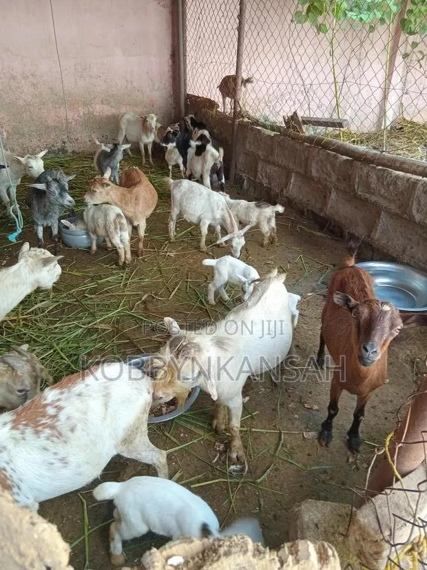 Healthy Male and Female Goats for Sale. · Photo 1