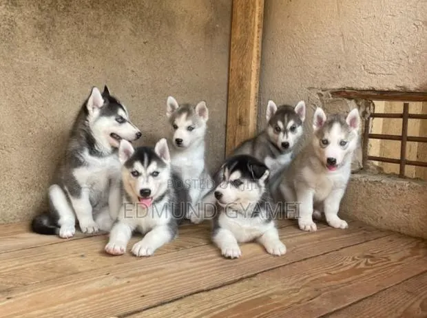 1-3 months Female Purebred Siberian Husky · Photo 1