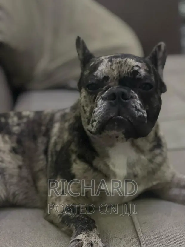 Pedigree French Bulldog for Stud / Crossing · Photo 1