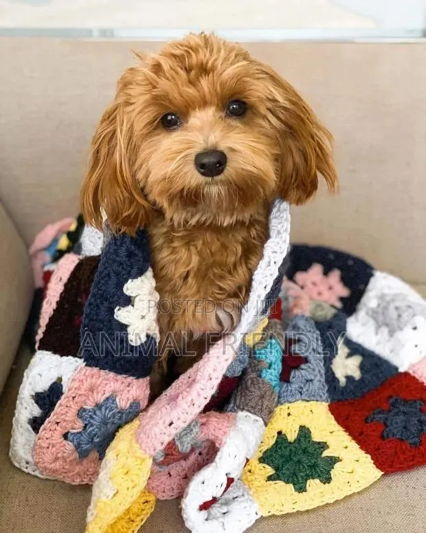 1-3 months Male Purebred Lhasa Apso