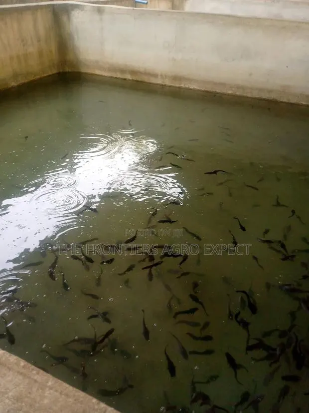 Concrete Pond For Catfish And Tilapia · Photo 1