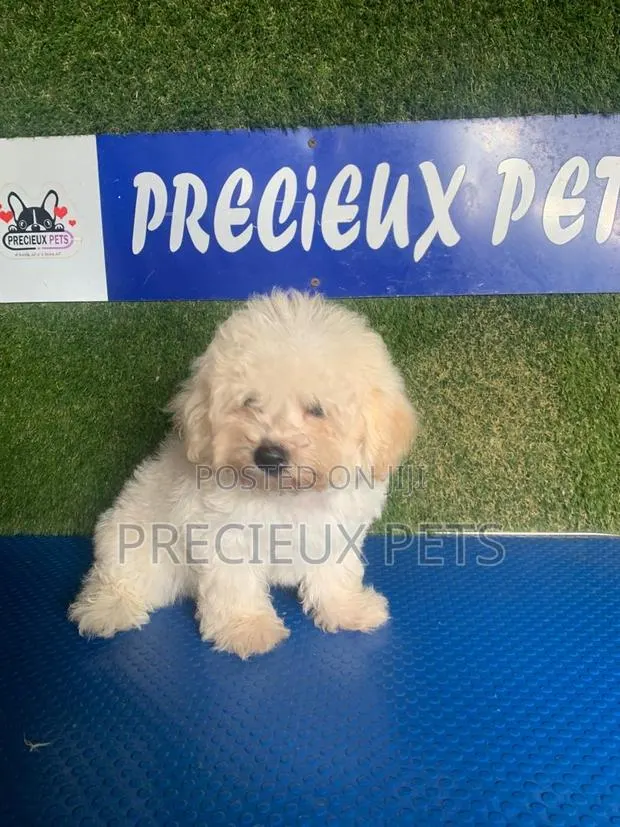 1-3 months Male Purebred Poodle · Photo 1