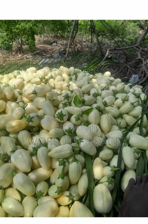 Egg Plant Seed for Sale · Photo 1