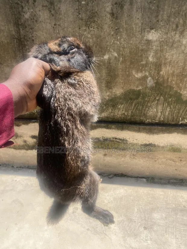 Good Rabbit Breed · Photo 1