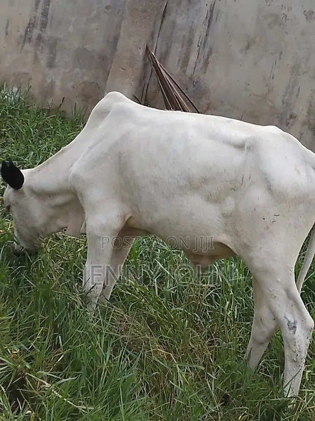Cows for Sale · Photo 1
