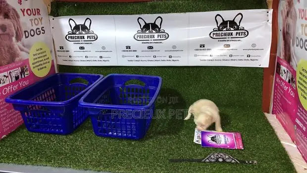 3-6 Month Male Purebred Maltese · Photo 1